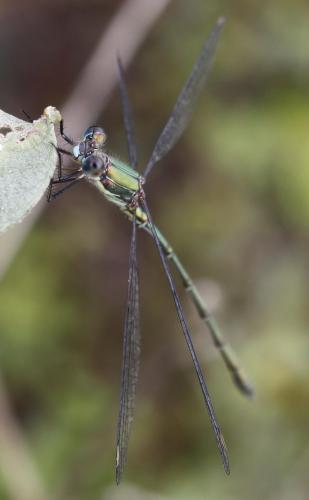 Chalcolestes viridis